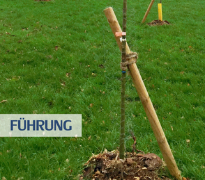 Führung - ein junger Baum wird durch eine feste Stütze in die richtige Richtung geführt