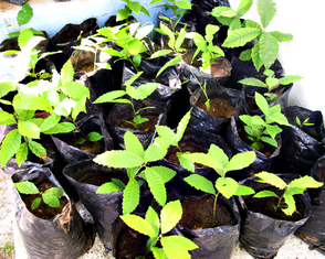 plantas de castaño