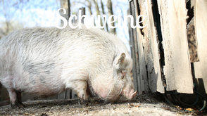 Tierpatenschaften für Schweine
