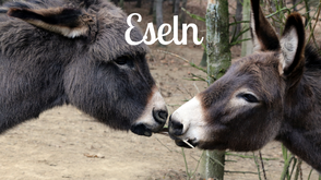 Tierpatenschaften für Esel