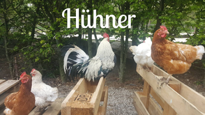 Tierpatenschaften für Hühner