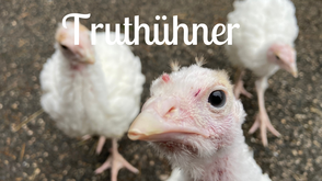 Tierpatenschaften für Truthühner