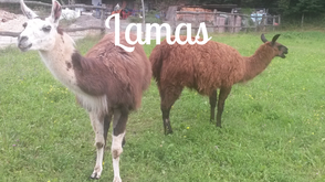 Tierpatenschaften für Lamas