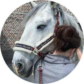 Yukido - Shiatsu équin - shiatsu cheval - fleurus - charleroi - Yukido