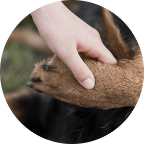 Yukido - Shiatsu humain - shiatsu équin - shiatsu canin