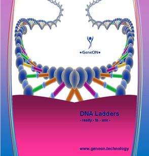 DNA Ladders, 100 bp DNA ladder, 1 kb ladder