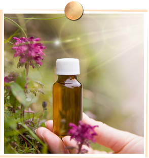 Bachblütentherapie, Patricia Kressig-Schori, Praxis für Energetische Körpertherapien, Zürich