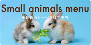 いきものがかり　うさぎ　小動物