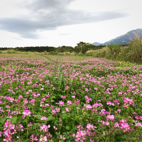 れんげ（単花蜜）,生はちみつ,屋久島産,国産,久保養蜂園,屋久島ファーム,