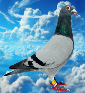        3ter RV bester Vogel DV6892-19-0485
