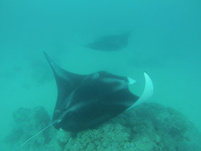 rencontre avec les raies manta