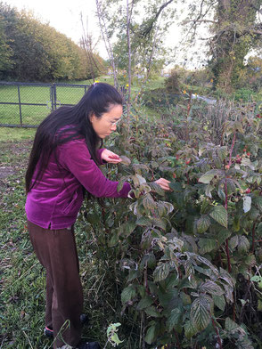 Harvesting the last raspberries of the year