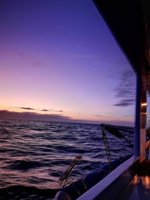 Follow Elli Reisebericht Weltreise Erfahrung Galapagos Inseln - Tauchsafari