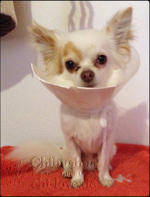 Swiffer Chihuahua | Chi-Love.de | Hauptsache gesund | Chihuahua mit Trichter 