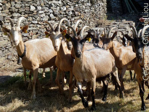  Chevres alpines de Gerard - Vacances à la ferme dans les Cevennes