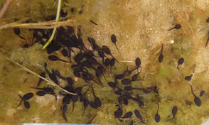 Gleich im ersten Jahr nach Fertigstellung des Amphibienteiches am Scheeßler Friedhof Leehopsweg wurden dort diese Kaulquappen gesichtet.