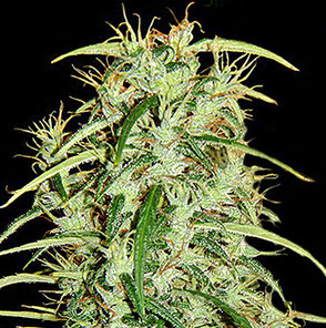 Erntezeitpunkt, Ernte & Trocknen von Hanf (Cannabis ...