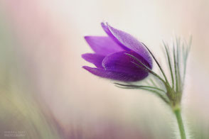 Violete Blüte vor hellem Hintergrund, in freier Natur aufgenommen, füllt das halbe Format, botanische Bezeichnung: Kuhschelle