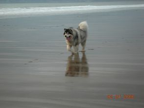 ace at the beach