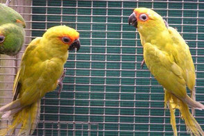 dilute Aratinga auricapilla aurifrons (Goldkappensittich)