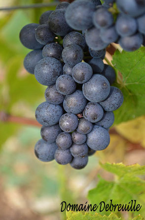 plottes, pinot, pinot noir