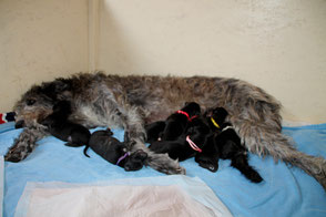 Deerhound Deckrüde in Deutschland..., Deerhound studdog in Germany! Scottish Deerhounds von Alshamina/Welpen/Würfe/Züchter/Deutschland!