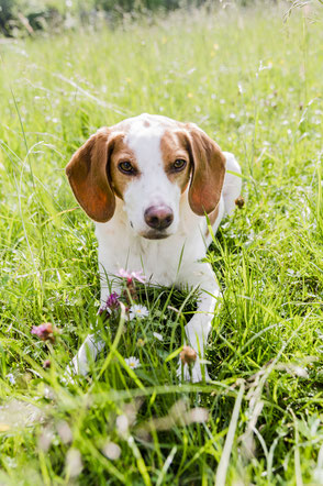 Faires Hundetraining für Hund & Halter in Regensburg, Foto: anna-gross.de