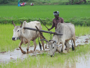 Ploughing using bulls has almost disappeared from local farms but we were able to use them.