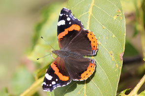 Orange-schwarzer Schmetterling