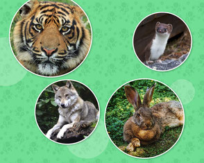 Vier Fotos, kreisförmig, auf grünem Hintergrund. Links oben: Tiger. Links unten: Wolf. Rechts oben: Wiesel. Rechts unten: Feldhase