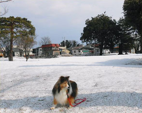 Toward LL Shihoya Arai School