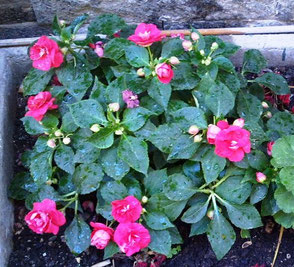 Impatiens