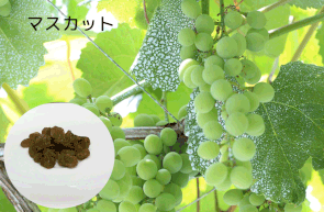 #やのや #豆乳発酵バター #きんのばたぁ #100%植物性