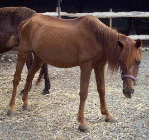 position antalgique d'un cheval