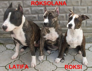 ROKSI & ROKSOLANA DIVA