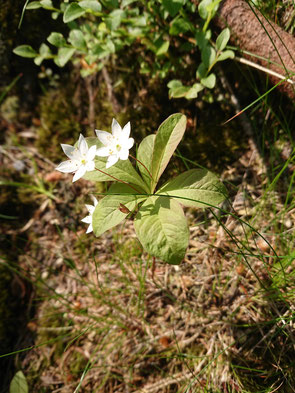 Siebenstern - Trientalis europaea; Nordschwarzwald - zwischen Teufelsmühle und Langmartskopf (G. Franke, 06.06.2023)
