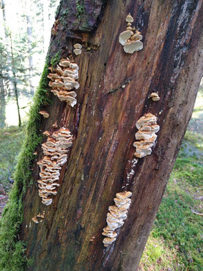 Bild 1 - Antrodia serialis an Abies (Foto: B. Miggel)