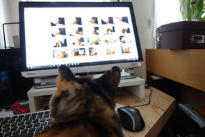 保護猫・三毛猫・猫・しじみ