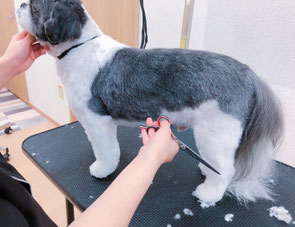 犬体のカット