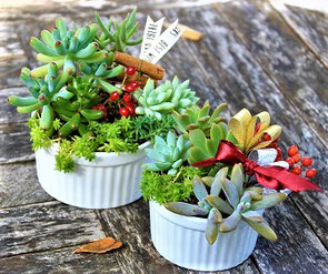 多肉植物の寄せ植え(府HP)