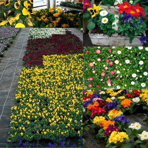 Frühjahrsblumen der Gärtnerei Howitz: Hornveilchen, Stiefmütterchen, Bellis, Primeln, bepflanzte Schalen und Zwiebelblumen wie Narzissen.
