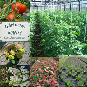 Tomaten, Hortensien, Lavendel und weitere Stauden der Gärtnerei Howitz.