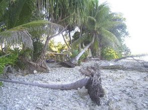 波で倒されたヤシの木