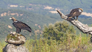 hide d'aigles impériaux