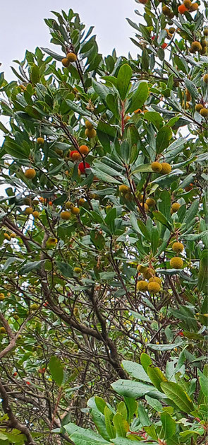 Erdbeerbaum Corbezzolo
