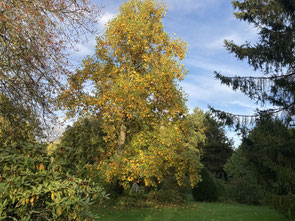 Liriodendron tulipifera 