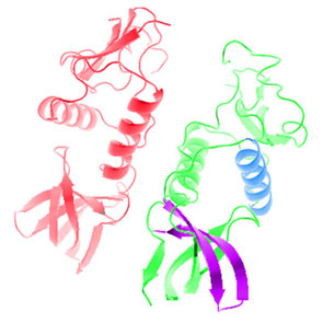 Quartärstruktur von Proteinen
