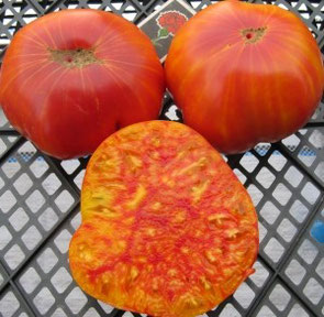 Tomatensorte "Mammoth German Gold"