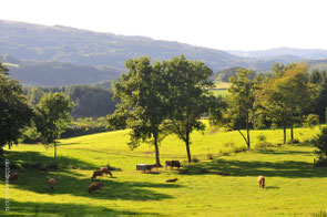 vacances en famille en Limousin : randonner avec un âne autour du lac de Vassivière