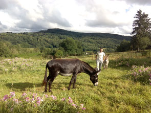 donkey-trekking in france